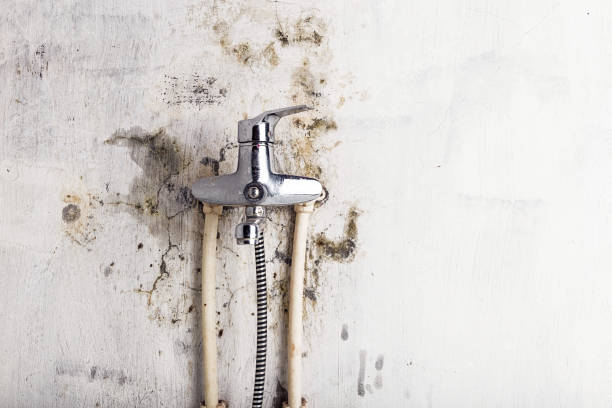Best Kitchen Mold Remediation in Putney, GA