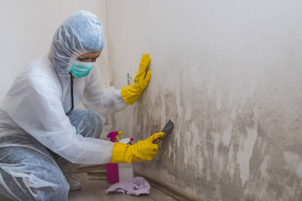 Best White Mold Remediation in Putney, GA