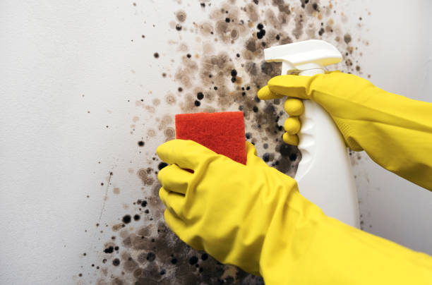 Best Mold Remediation for Schools in Putney, GA