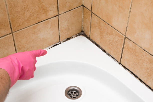 Best Attic Mold Remediation in Putney, GA
